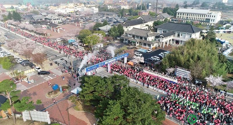 벚꽃마라톤대회.jpg