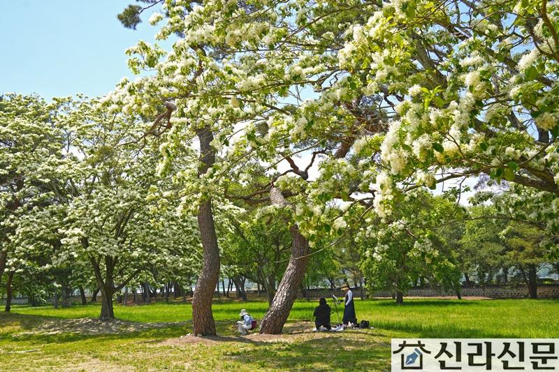 오릉 이팝나무.JPG